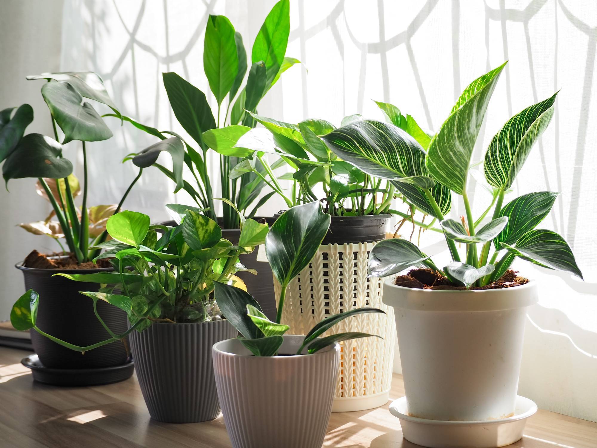 plantes artificielles intérieur décoration 